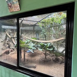 Javan Mongoose Exhibit
