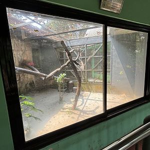 Masked Palm Civet Exhibit #2