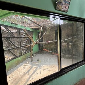 Asian Palm Civet Exhibit #2