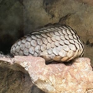 Sunda Pangolin