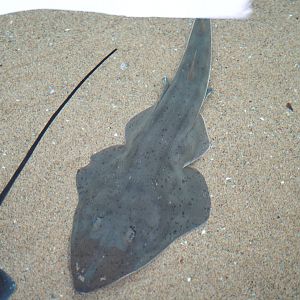 Shovelnose Guitarfish