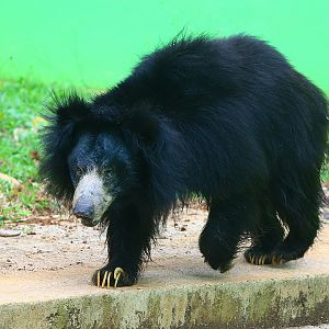 Sloth bear