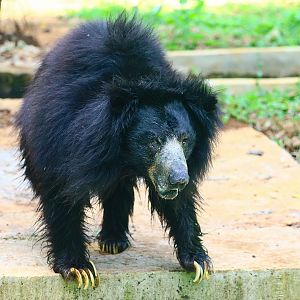 Sloth bear