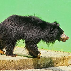 Sloth bear