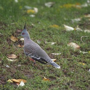 Crested pigeon (Ocyphaps lophotes), 2024-11-24