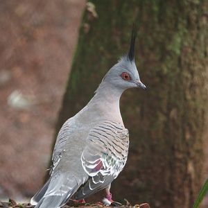 Crested pigeon (Ocyphaps lophotes), 2024-11-24