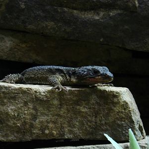 Gorongosa girdled lizard