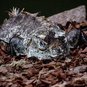 Utilia spiny-tailed iguana