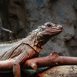 Philippine sailfin lizard