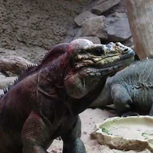 Rhinoceros iguana