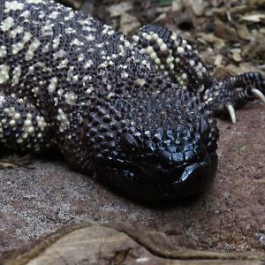 Rio Fuerte beaded lizard