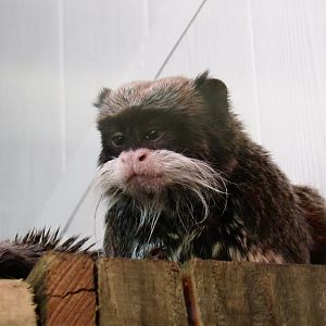 Bearded emperor tamarin