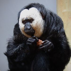White-faced saki