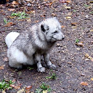 Arctic fox