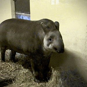 Lowland tapir - Meena