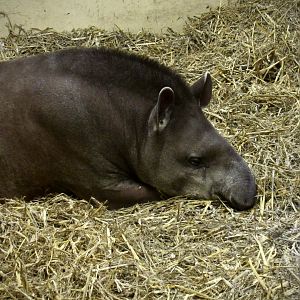 Lowland tapir - Chico