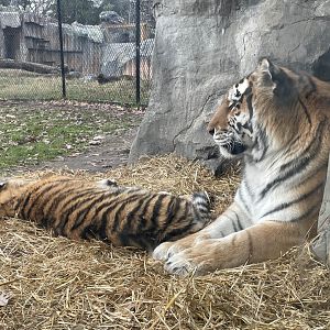 MN Zoo - Amur Tiger and Cub