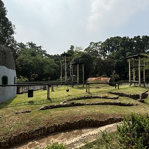 Orangutan Exhibit #9 - Bornean