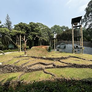 Orangutan Exhibit #9 - Bornean