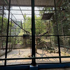 Grey-headed Fish Eagle Aviary