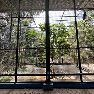 White-bellied Sea Eagle Aviary #1