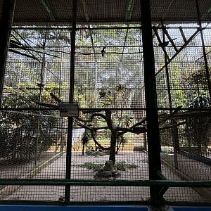 Oriental Pied Hornbill Aviary #1