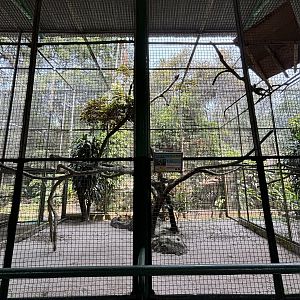 Oriental Pied Hornbill Aviary #2