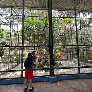 Zoo Nerd + Javan Hawk Eagle Aviary