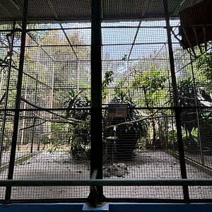 Wreathed Hornbill Aviary #1