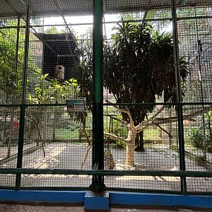 Buffy Fish Owl Aviary
