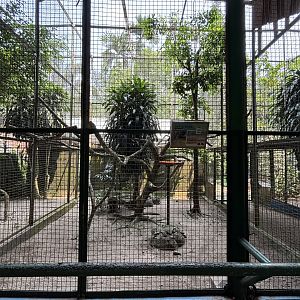 Wreathed Hornbill Aviary #2