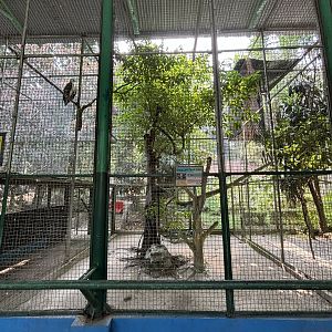 White-bellied Sea Eagle Aviary #2