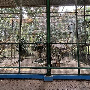 Lesser Adjutant Aviary