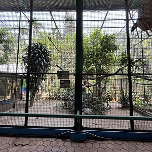Wreathed Hornbill Aviary #3