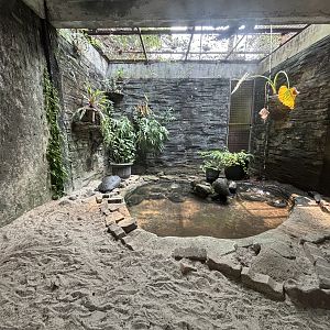 Turtle Exhibit #4 - Bornean River Turtles