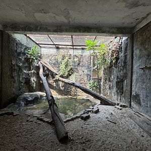 Sulawesi Black Sailfin Lizard + Blue-tongued Skink Exhibit