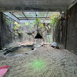 Aldabra Tortoise Exhibit