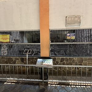 Tiger Exhibit #17 - Sumatran