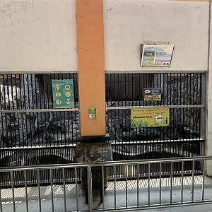 Tiger Exhibit #18 - Sumatran