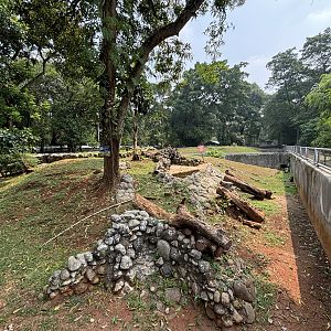 Komodo Dragon Complex