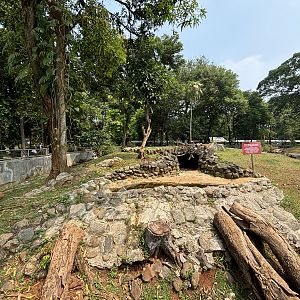 Komodo Dragon Complex