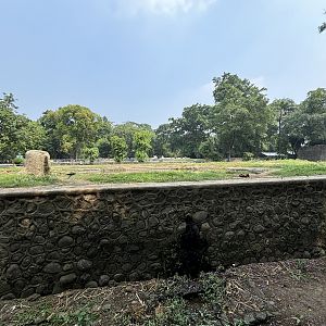 Asian Elephant Exhibit #2
