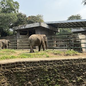 Asian Elephants