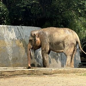 Asian Elephant