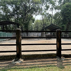 Asian Elephant Exhibit #4