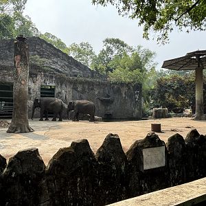 Asian Elephant Exhibit #5