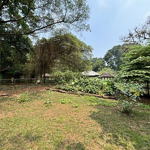 Indian Muntjac Exhibit
