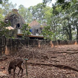 Sitatunga + Giraffe House