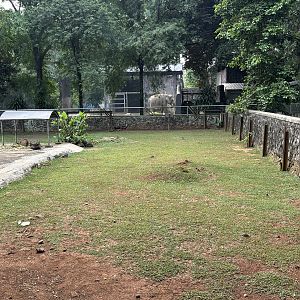 Capybara Exhibit #5 - former Sumatran Rhino exhibit