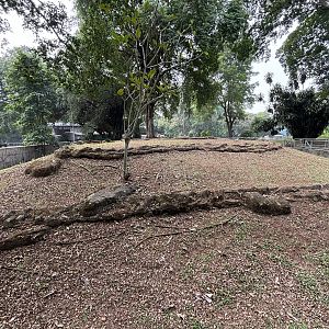 Asian Water Monitor Exhibit